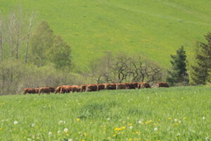 Gemütliches Beisammensitzen zum Frühstück